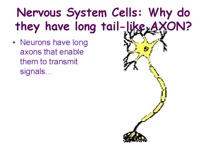 Nervous System Cells: Why do they have long tail-like AXON? • Neurons have long