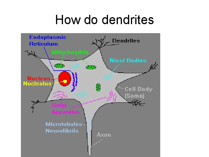 How do dendrites 