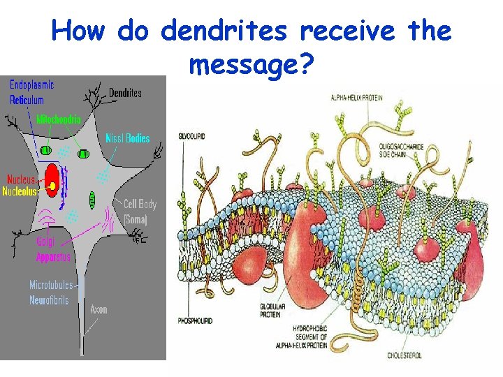 How do dendrites receive the message? How do dendrites receive the message?