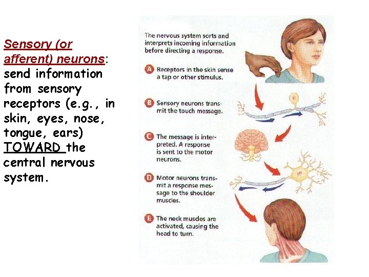 Sensory (or afferent) neurons: send information from sensory receptors (e. g. , in skin,