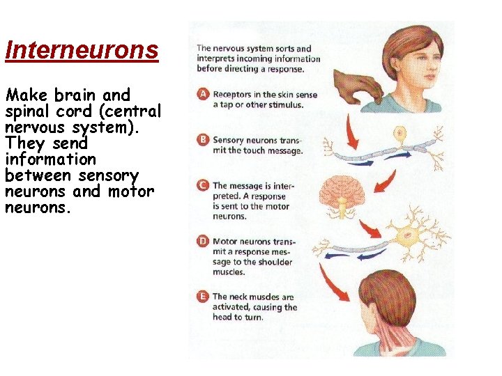 Interneurons Make brain and spinal cord (central nervous system). They send information between sensory