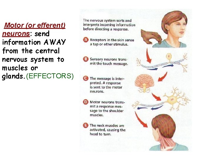 Motor (or efferent) neurons: send information AWAY from the central nervous system to muscles Motor (or efferent) neurons: send information AWAY from the central nervous system to muscles