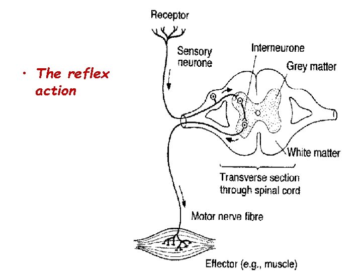 • The reflex action • The reflex action