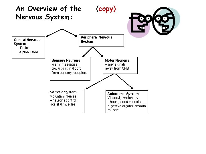 An Overview of the Nervous System: (copy) Peripheral Nervous System Central Nervous System -Brain