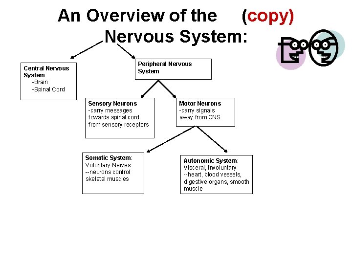 An Overview of the (copy) Nervous System: Peripheral Nervous System Central Nervous System -Brain