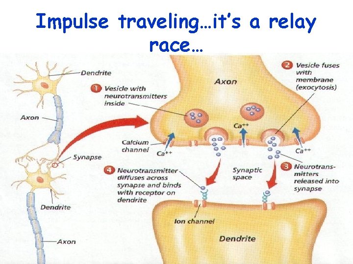 Impulse traveling…it’s a relay race… 