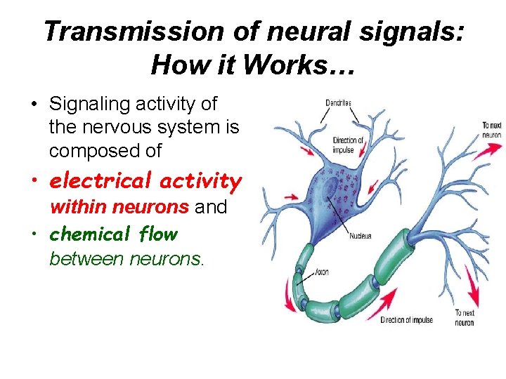 Transmission of neural signals: How it Works… • Signaling activity of the nervous system