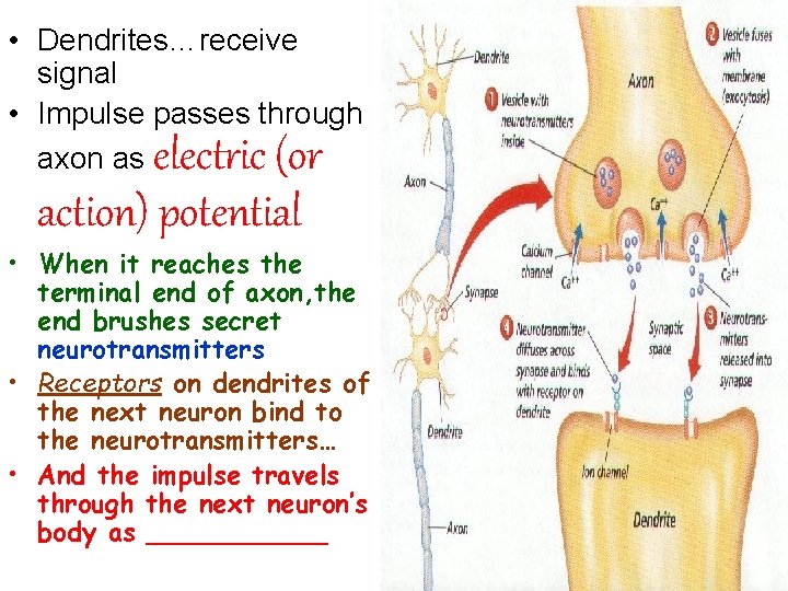  • Dendrites…receive signal • Impulse passes through axon as electric (or action) potential