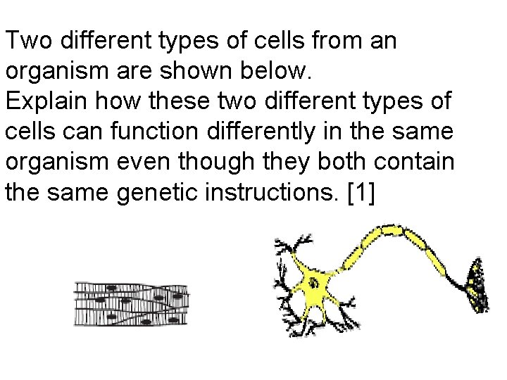 Two different types of cells from an organism are shown below. Explain how these