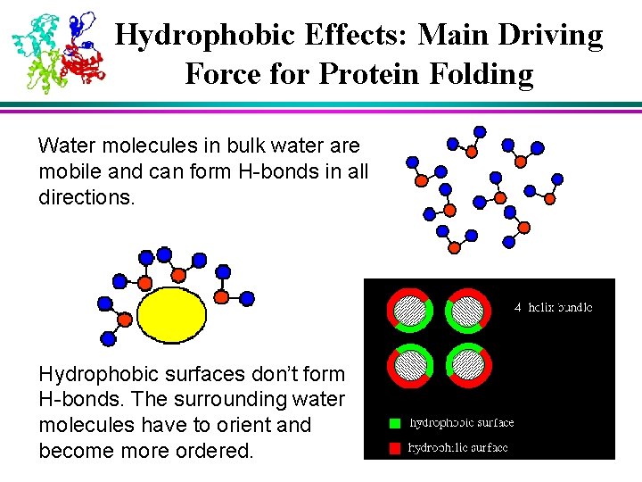 Hydrophobic Effects: Main Driving Force for Protein Folding Water molecules in bulk water are