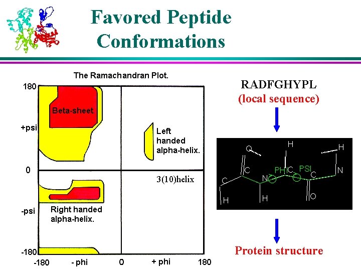 Favored Peptide Conformations RADFGHYPL (local sequence) 3(10)helix Protein structure 