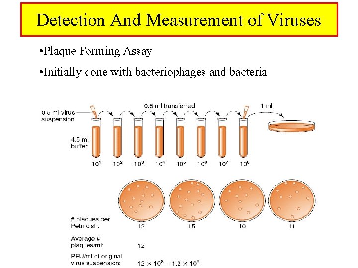Detection And Measurement of Viruses • Plaque Forming Assay • Initially done with bacteriophages