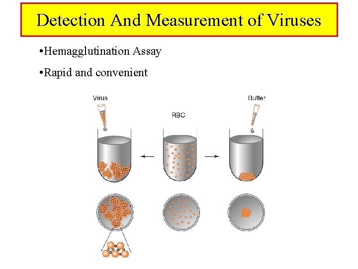 Detection And Measurement of Viruses • Hemagglutination Assay • Rapid and convenient 