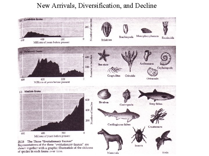 New Arrivals, Diversification, and Decline 