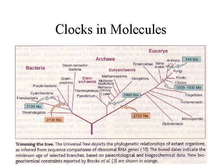 Clocks in Molecules 