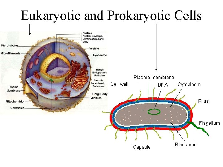 Eukaryotic and Prokaryotic Cells 