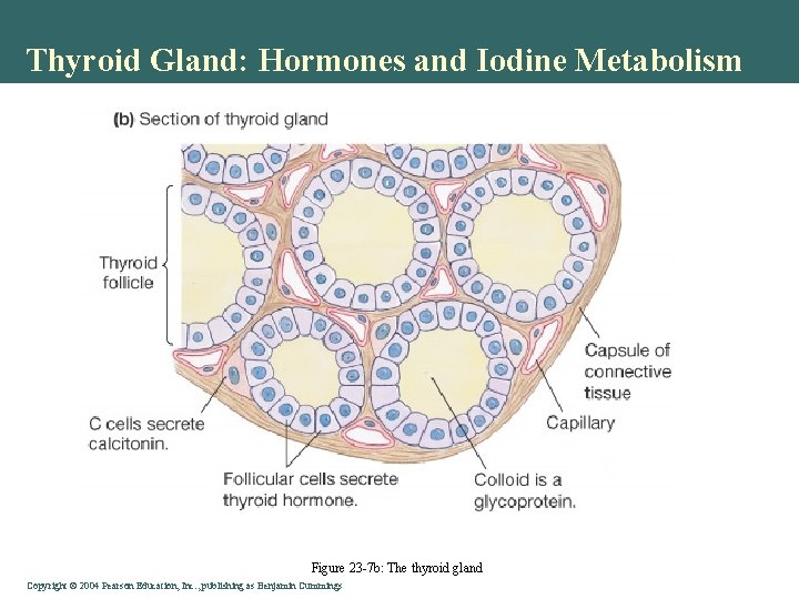 Thyroid Gland: Hormones and Iodine Metabolism Figure 23 -7 b: The thyroid gland Copyright