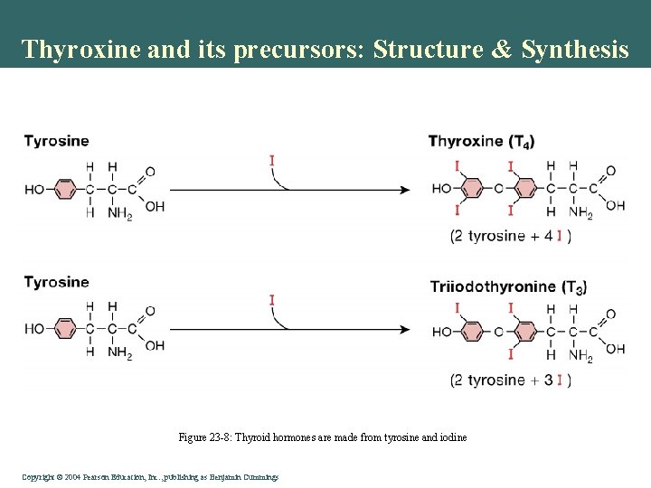 Thyroxine and its precursors: Structure & Synthesis Figure 23 -8: Thyroid hormones are made