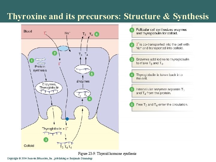 Thyroxine and its precursors: Structure & Synthesis Figure 23 -9: Thyroid hormone synthesis Copyright