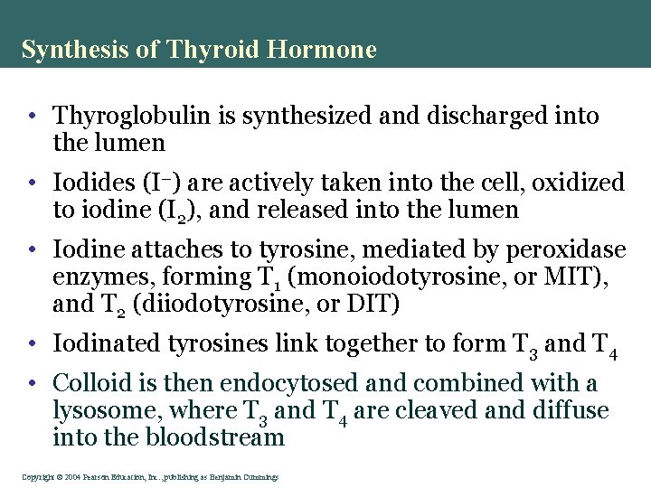 Synthesis of Thyroid Hormone • Thyroglobulin is synthesized and discharged into the lumen •