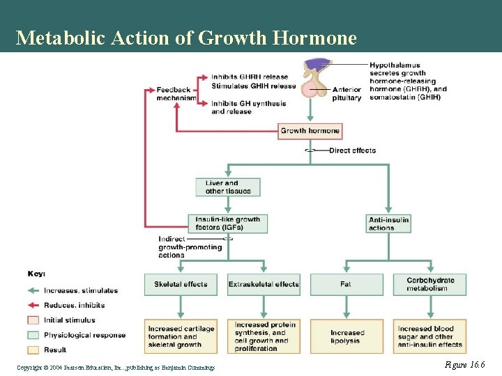 Metabolic Action of Growth Hormone Copyright © 2004 Pearson Education, Inc. , publishing as