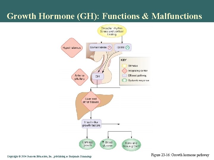 Growth Hormone (GH): Functions & Malfunctions Copyright © 2004 Pearson Education, Inc. , publishing