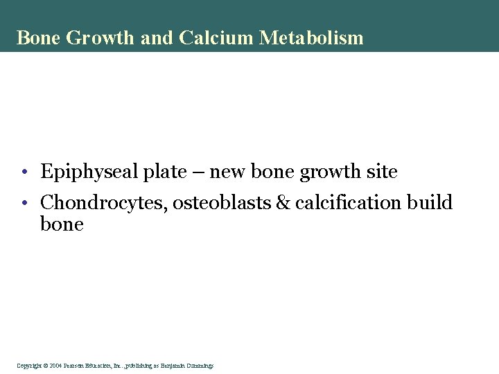 Bone Growth and Calcium Metabolism • Epiphyseal plate – new bone growth site •