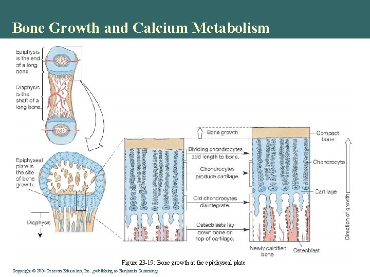 Bone Growth and Calcium Metabolism Figure 23 -19: Bone growth at the epiphyseal plate