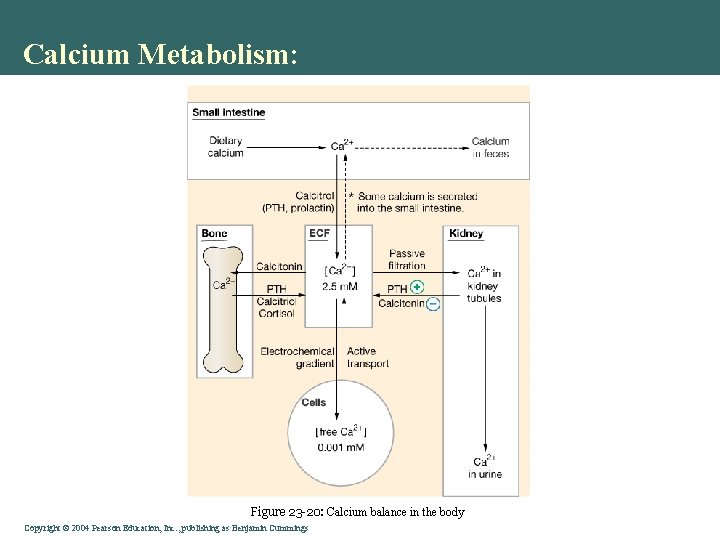 Calcium Metabolism: Figure 23 -20: Calcium balance in the body Copyright © 2004 Pearson