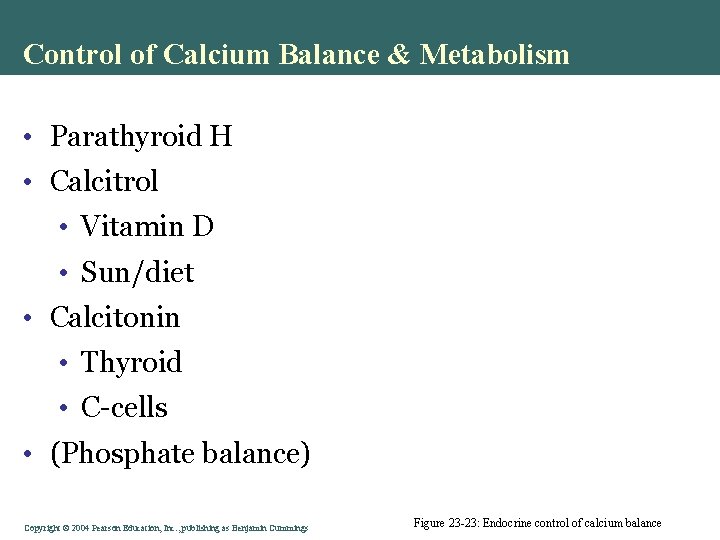 Control of Calcium Balance & Metabolism • Parathyroid H • Calcitrol • Vitamin D