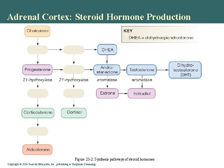 Adrenal Cortex: Steroid Hormone Production Figure 23 -2: Synthesis pathways of steroid hormones Copyright
