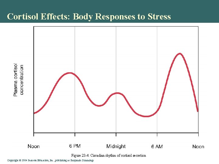 Cortisol Effects: Body Responses to Stress Figure 23 -4: Circadian rhythm of cortisol secretion