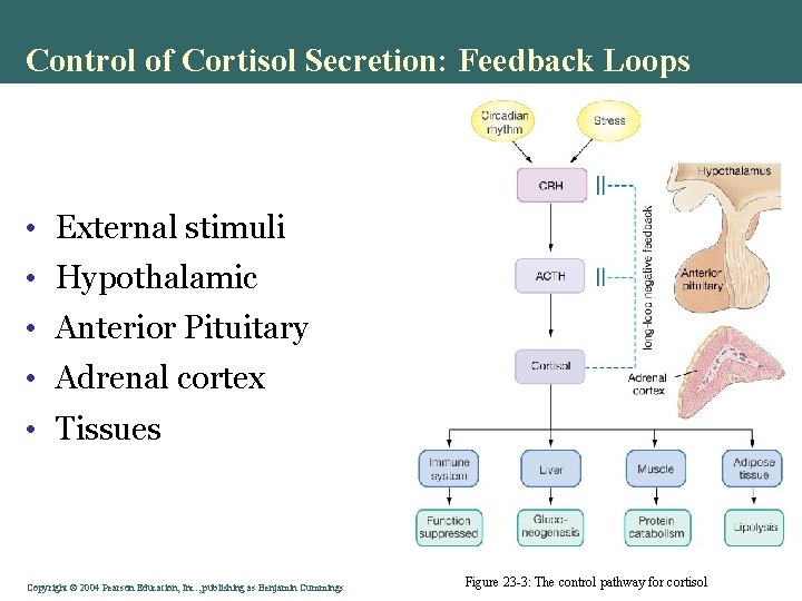 Control of Cortisol Secretion: Feedback Loops • External stimuli • Hypothalamic • Anterior Pituitary