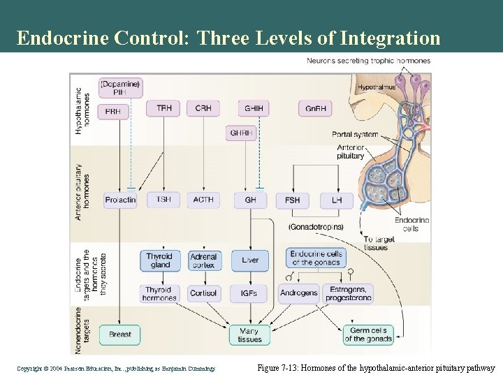 Endocrine Control: Three Levels of Integration Copyright © 2004 Pearson Education, Inc. , publishing