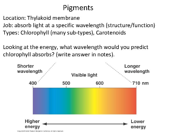 Pigments Location: Thylakoid membrane Job: absorb light at a specific wavelength (structure/function) Types: Chlorophyll
