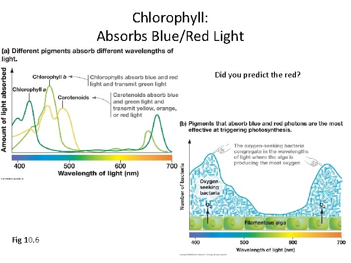 Chlorophyll: Absorbs Blue/Red Light Did you predict the red? Fig 10. 6 