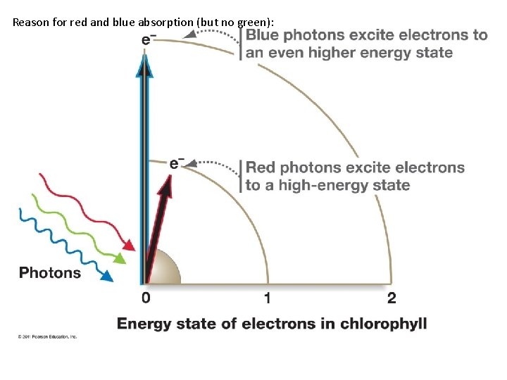 Reason for red and blue absorption (but no green): 