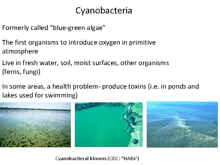Cyanobacteria Formerly called “blue-green algae” The first organisms to introduce oxygen in primitive atmosphere
