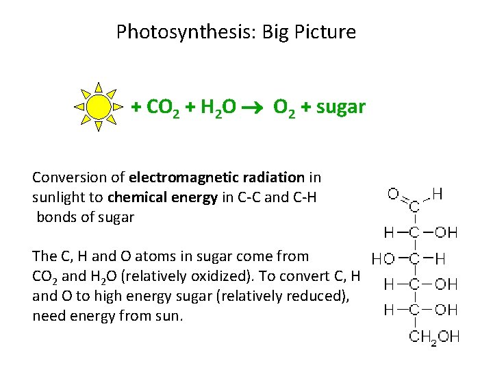 Photosynthesis: Big Picture + CO 2 + H 2 O O 2 + sugar