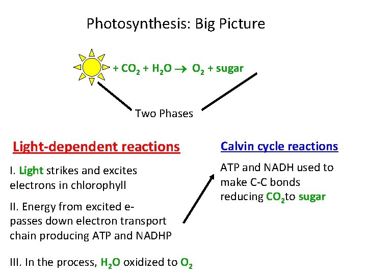 Photosynthesis: Big Picture + CO 2 + H 2 O O 2 + sugar