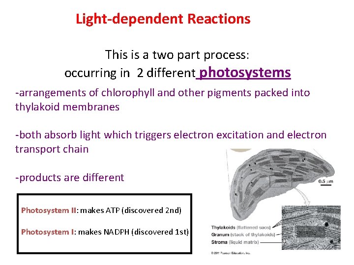 Light-dependent Reactions This is a two part process: occurring in 2 different photosystems -arrangements