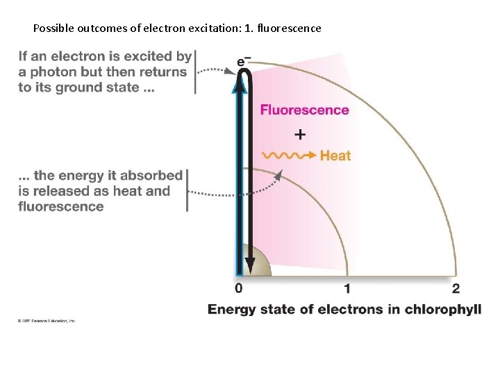 Possible outcomes of electron excitation: 1. fluorescence 