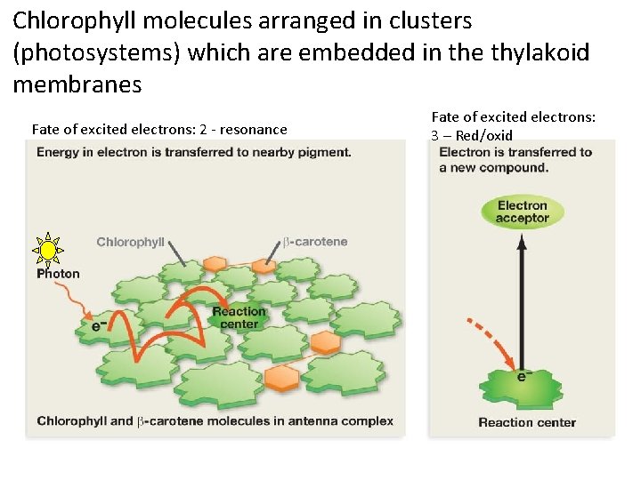 Chlorophyll molecules arranged in clusters (photosystems) which are embedded in the thylakoid membranes Fate
