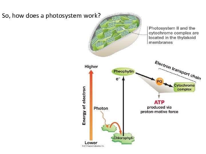 So, how does a photosystem work? 