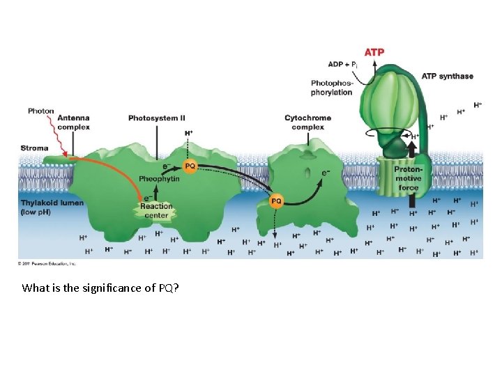 What is the significance of PQ? 