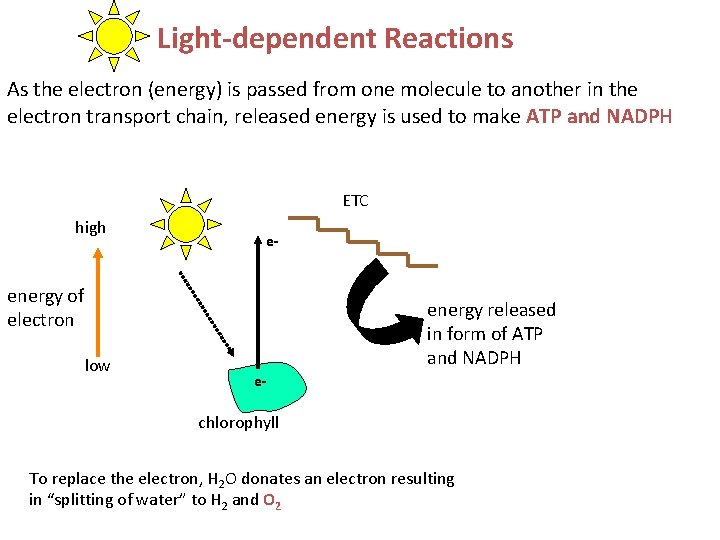 Light-dependent Reactions As the electron (energy) is passed from one molecule to another in