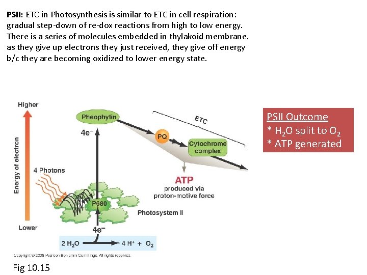 PSII: ETC in Photosynthesis is similar to ETC in cell respiration: gradual step-down of