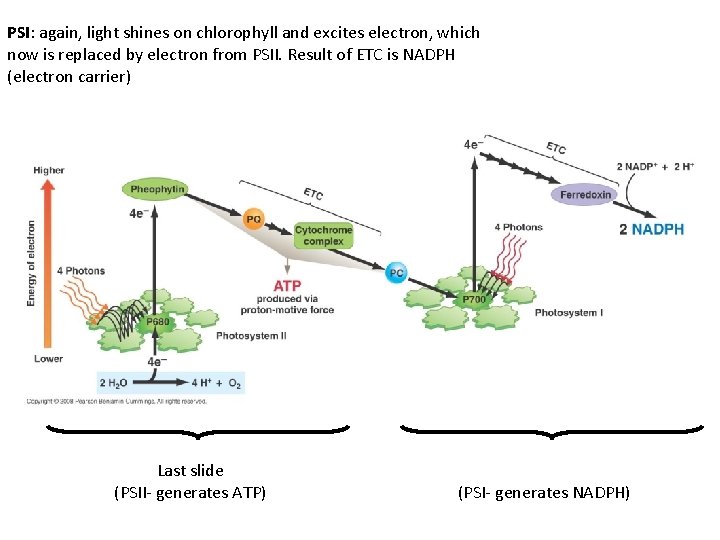 PSI: again, light shines on chlorophyll and excites electron, which now is replaced by