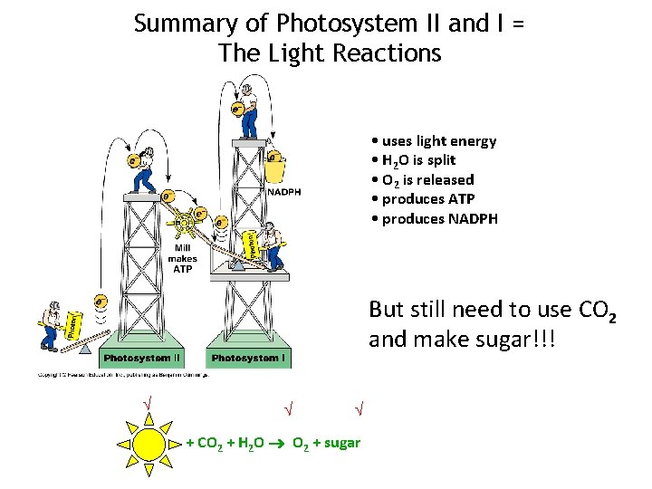 Summary of Photosystem II and I = The Light Reactions • uses light energy