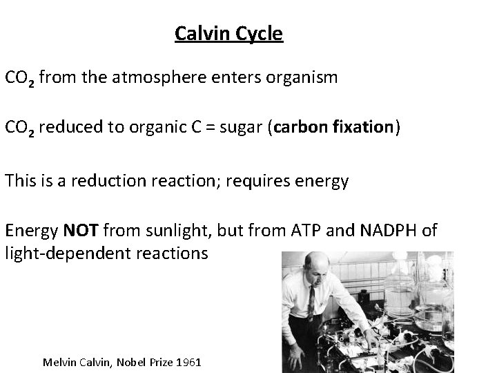 Calvin Cycle CO 2 from the atmosphere enters organism CO 2 reduced to organic